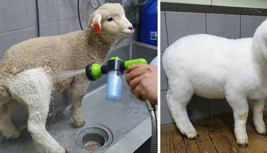 How does the unique cafés in Seoul, where you can drink coffee with white fluffy sheep