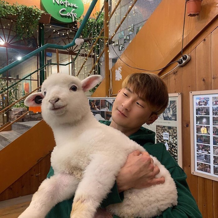 How does the unique cafés in Seoul, where you can drink coffee with white fluffy sheep How does the unique cafés in Seoul, where you can drink coffee with white fluffy sheep
