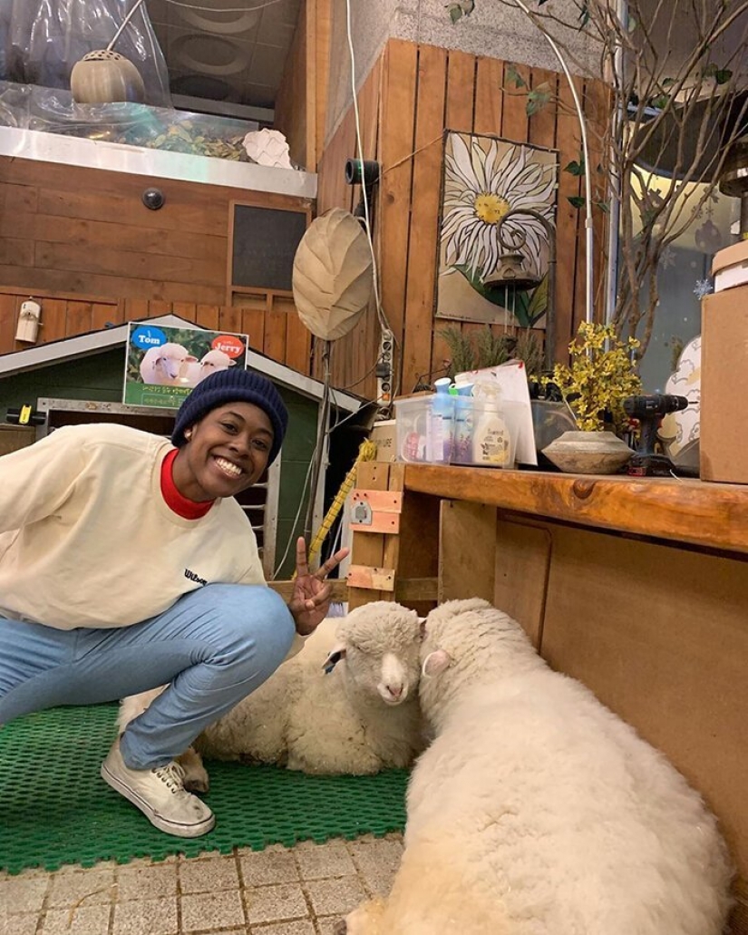 How does the unique cafés in Seoul, where you can drink coffee with white fluffy sheep How does the unique cafés in Seoul, where you can drink coffee with white fluffy sheep