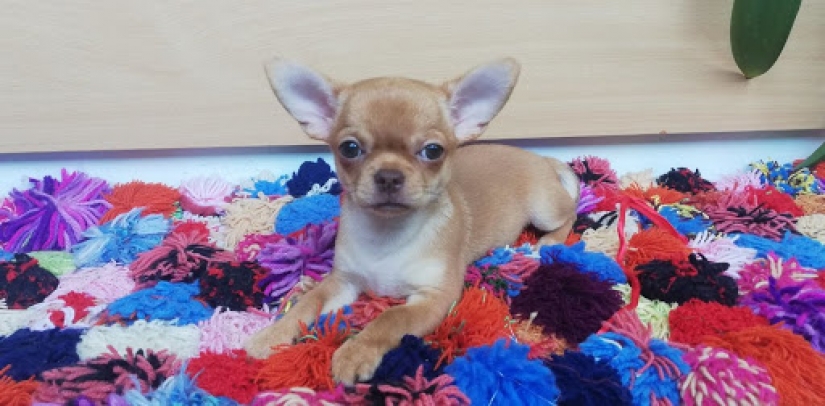 How Jean-Claude Van Damme saved a Chihuahua puppy Paradise from death How Jean-Claude Van Damme saved a Chihuahua puppy Paradise from death
