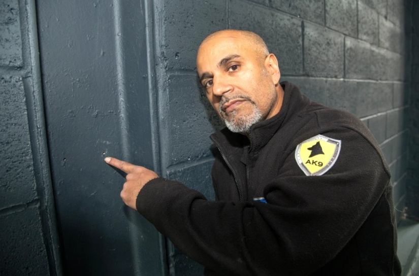 How the dog Rambo smelled a marijuana plantation through a hole in the gym wall