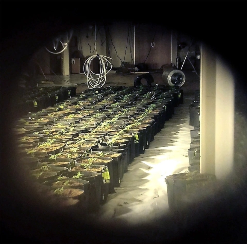 How the dog Rambo smelled a marijuana plantation through a hole in the gym wall