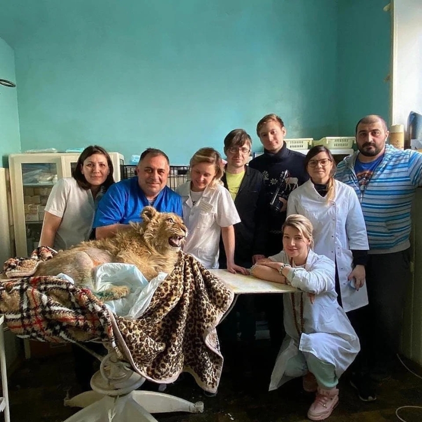 How the lion cub Simba was rescued, whose owners broke his paws so that he could be photographed with tourists