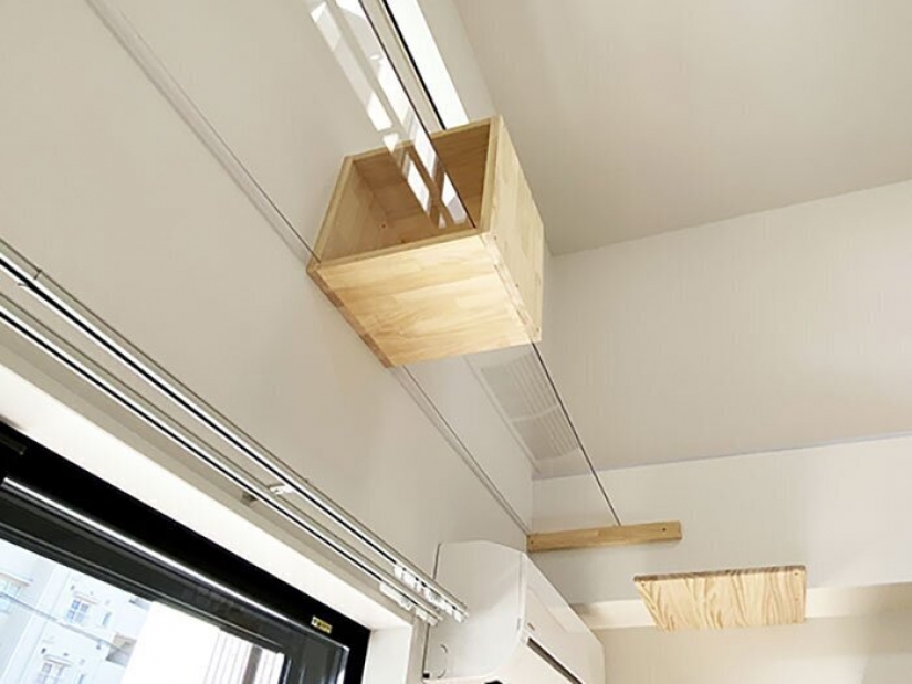 How to construct a home for lonely cat-lovers in Japan