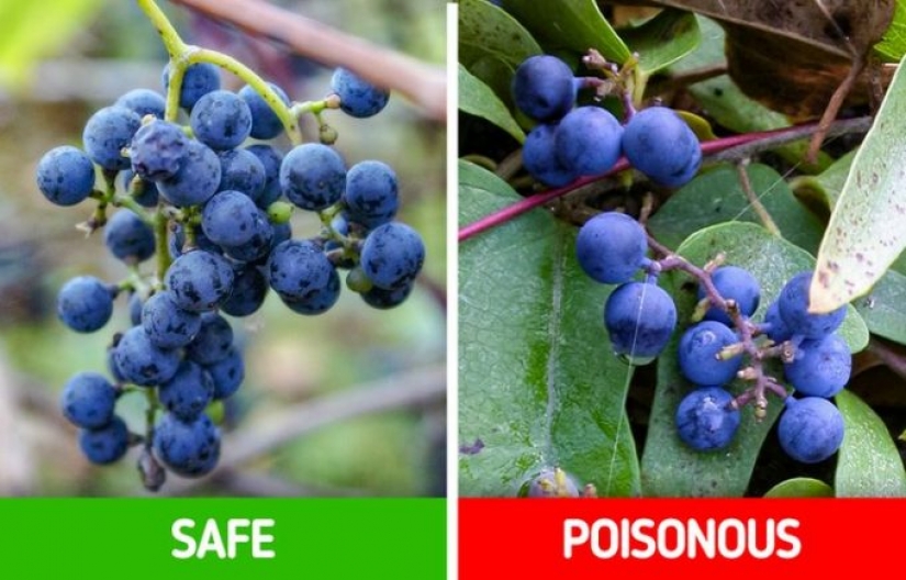 How to distinguish 6 pairs of plants that are easy to confuse with each other