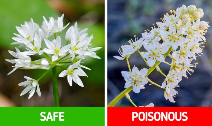 How to distinguish 6 pairs of plants that are easy to confuse with each other