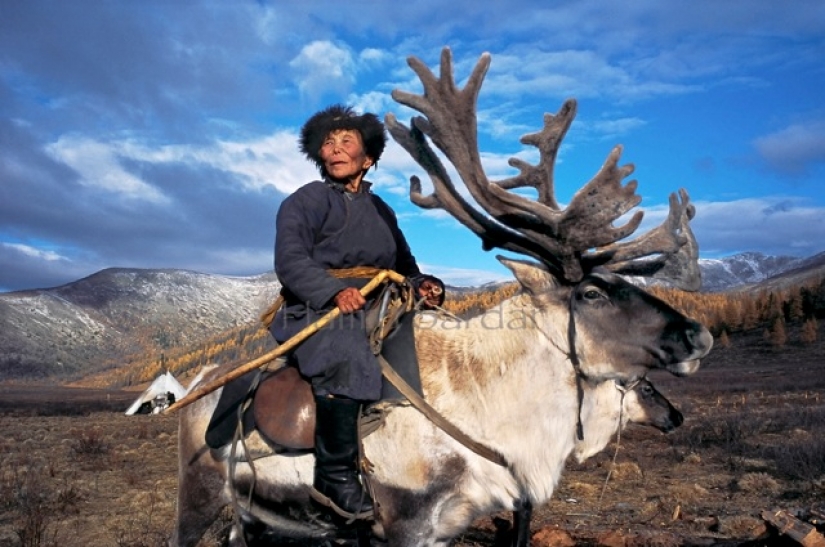 How to live an endangered tribe of reindeer herders from Mongolia