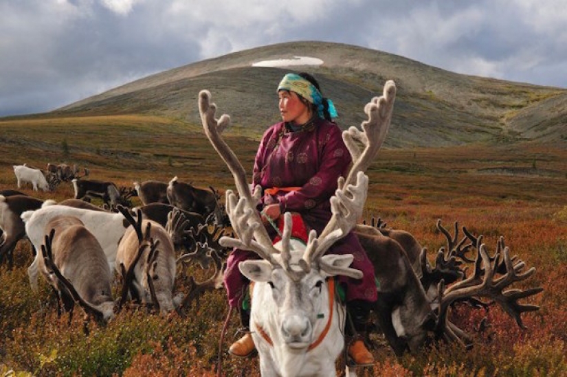 How to live an endangered tribe of reindeer herders from Mongolia