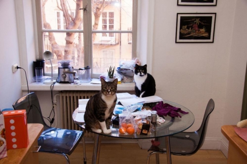 How to look like a bachelor apartments in different countries of the world