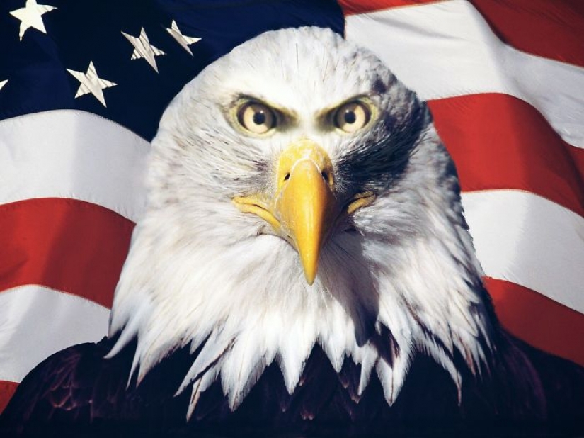 If some animals had eyes in the front, but not on the sides If some animals had eyes in the front, but not on the sides