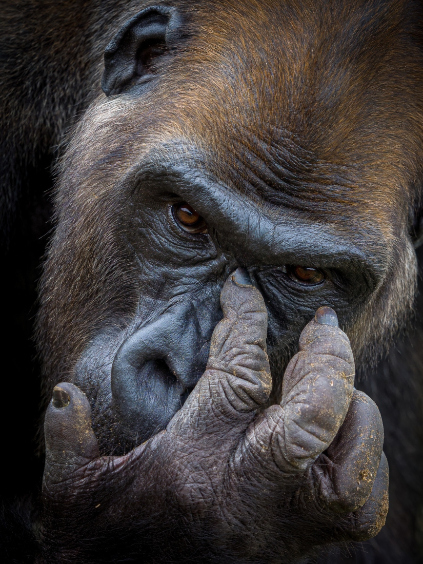 Impresionante foto de un orangután, un cocodrilo pescando y una isla encantadora: increíbles ganadores de fotografía en el concurso de fotografía de la naturaleza