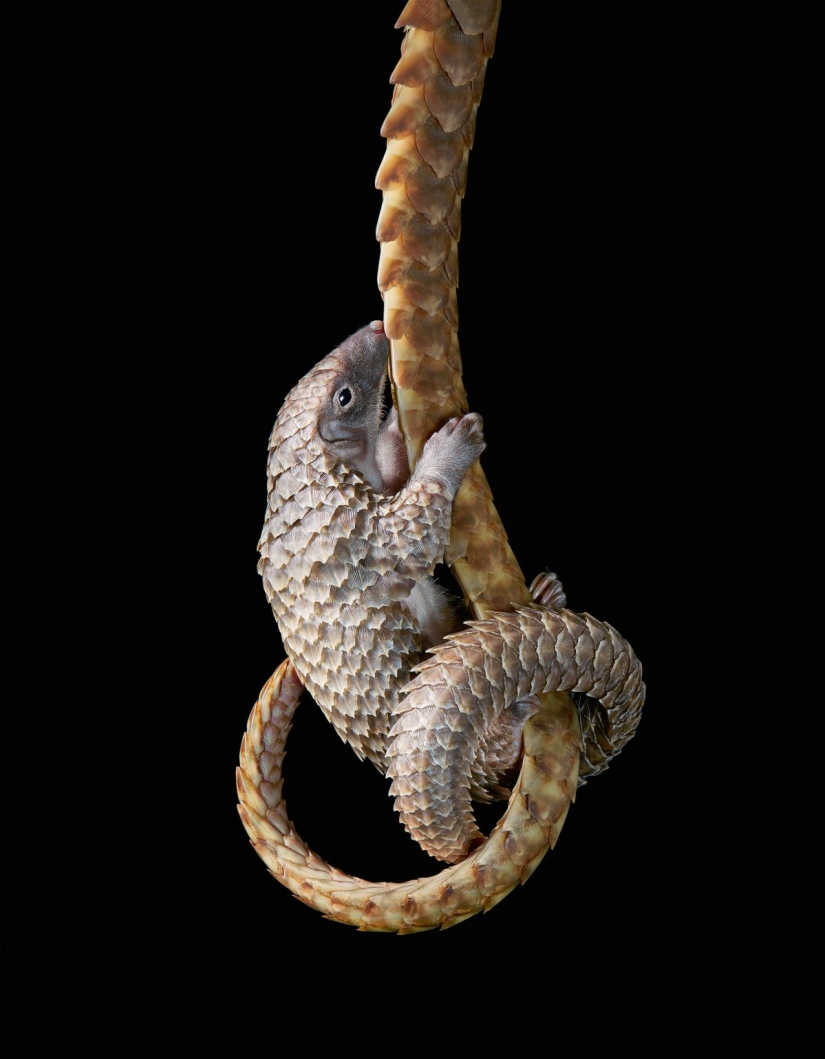 Impresionantes fotos de animales en peligro crítico