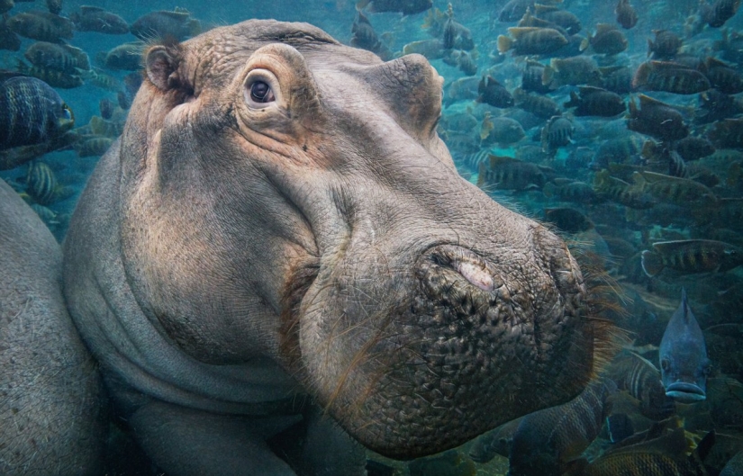 Impresionantes fotos de animales en peligro crítico
