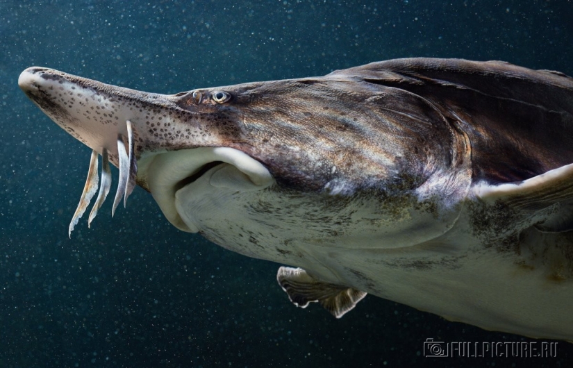Impresionantes fotos de animales en peligro crítico