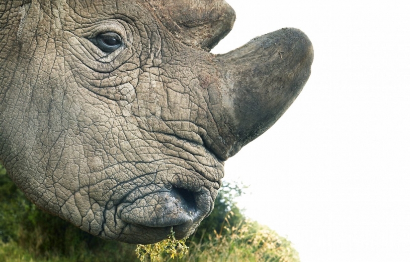 Impresionantes fotos de animales en peligro crítico