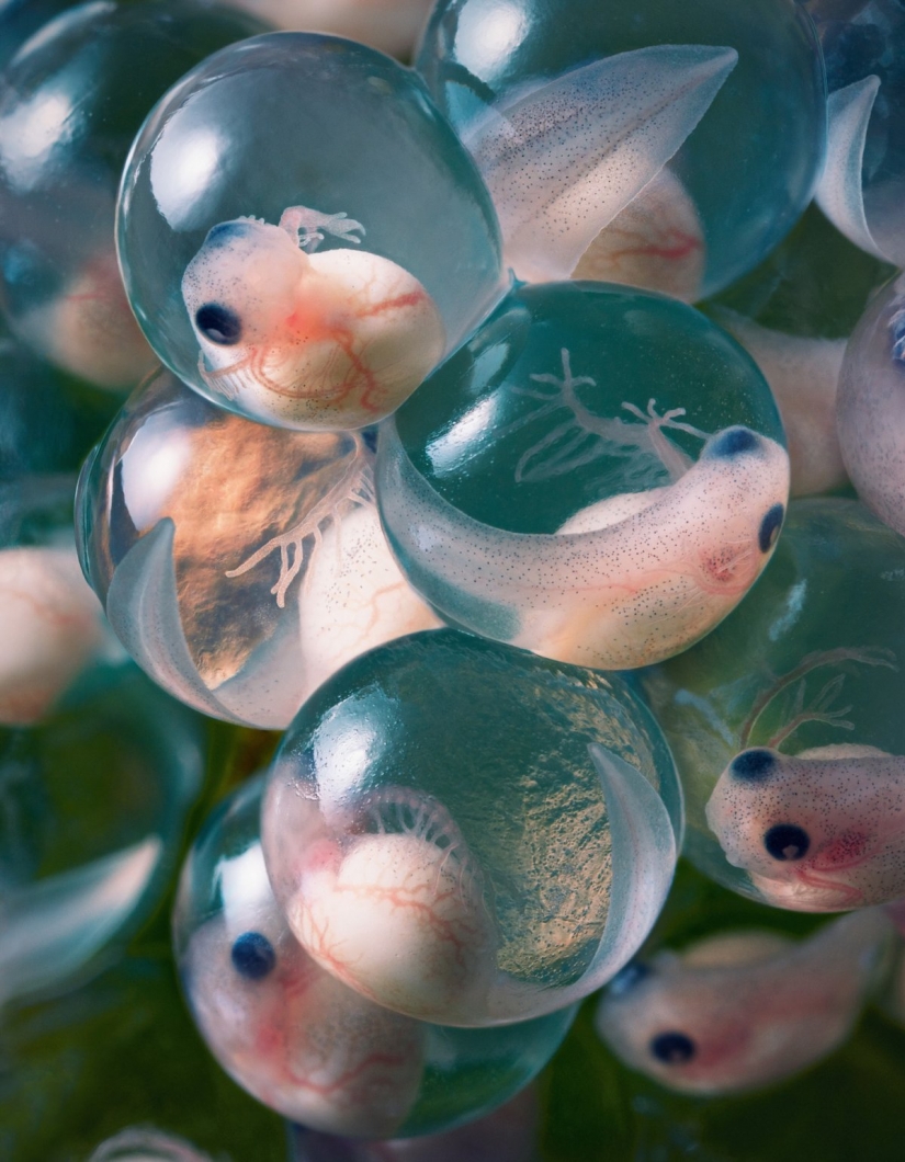 Impresionantes fotos de animales en peligro crítico