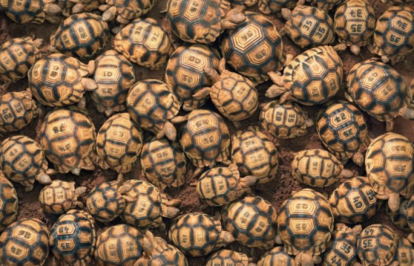 Impresionantes fotos de animales en peligro crítico