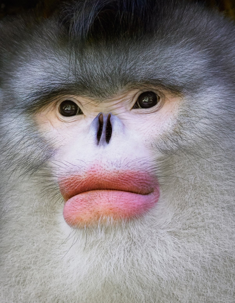 Impresionantes fotos de animales en peligro crítico