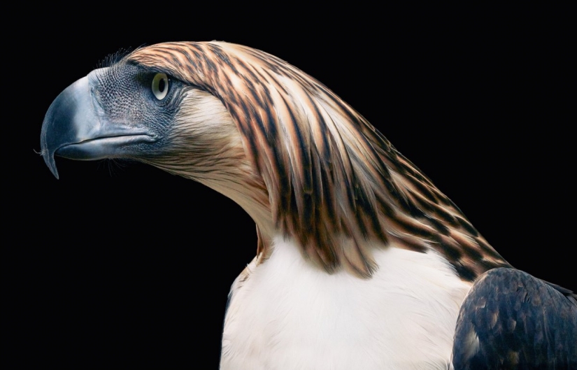 Impresionantes fotos de animales en peligro crítico