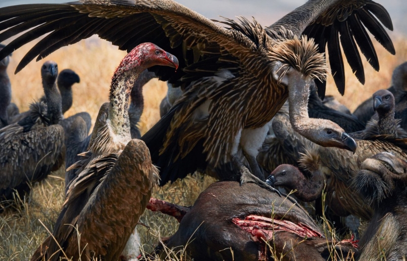 Impresionantes fotos de animales en peligro crítico