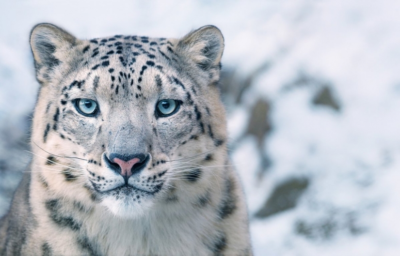 Impresionantes fotos de animales en peligro crítico