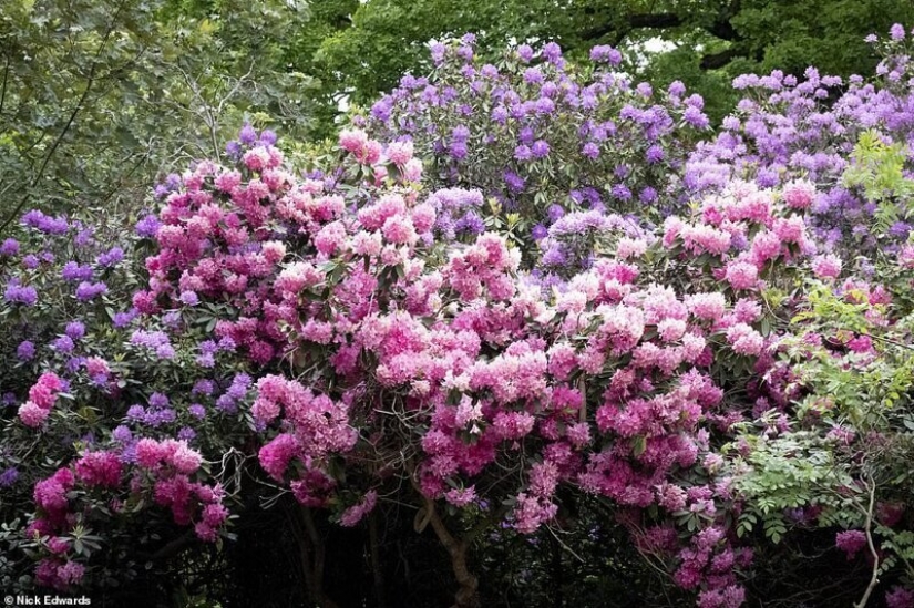 In Britain, the rhododendrons bloom and is incredibly beautiful