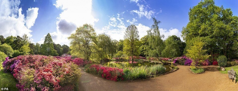 In Britain, the rhododendrons bloom and is incredibly beautiful