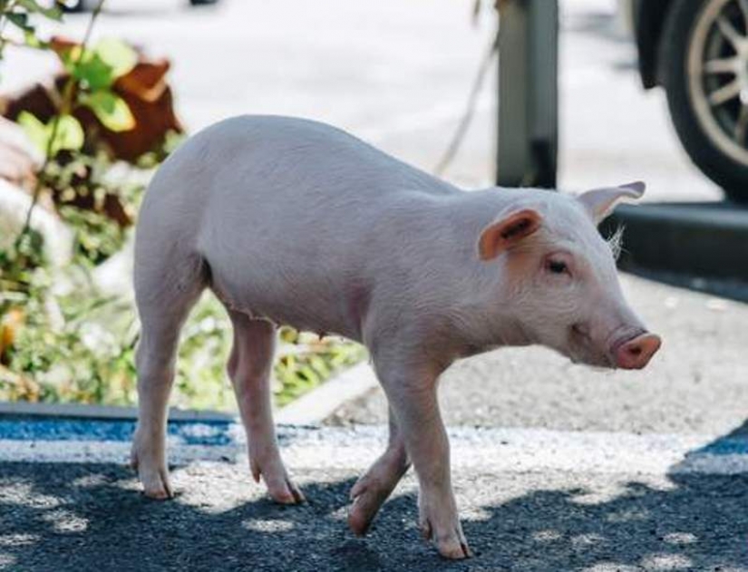 In Dnipro, a guest from the United States kept a calf and a pig in a rented apartment In Dnipro, a guest from the United States kept a calf and a pig in a rented apartment