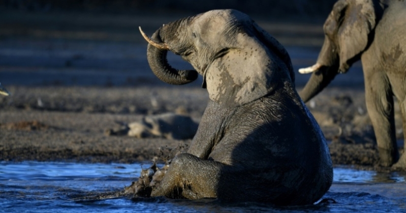 In Poland, elephants will be treated for stress with marijuana, but the effect will have to wait a long time In Poland, elephants will be treated for stress with marijuana, but the effect will have to wait a long time