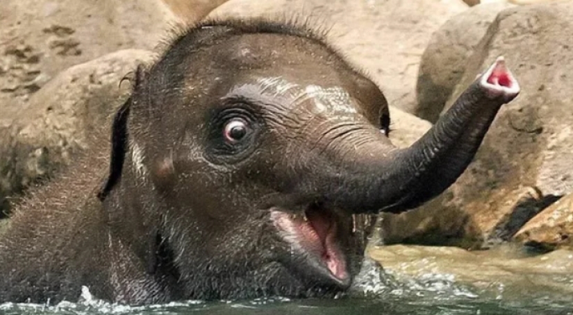 In Poland, elephants will be treated for stress with marijuana, but the effect will have to wait a long time In Poland, elephants will be treated for stress with marijuana, but the effect will have to wait a long time