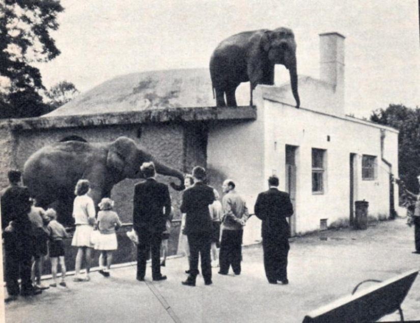 In Poland, elephants will be treated for stress with marijuana, but the effect will have to wait a long time In Poland, elephants will be treated for stress with marijuana, but the effect will have to wait a long time