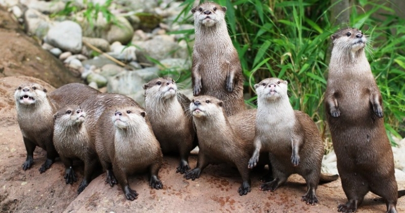 In Singapore, a flock of otters knocked to the ground and bit a man In Singapore, a flock of otters knocked to the ground and bit a man