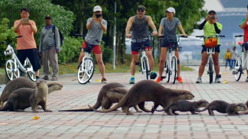 In Singapore, a flock of otters knocked to the ground and bit a man In Singapore, a flock of otters knocked to the ground and bit a man