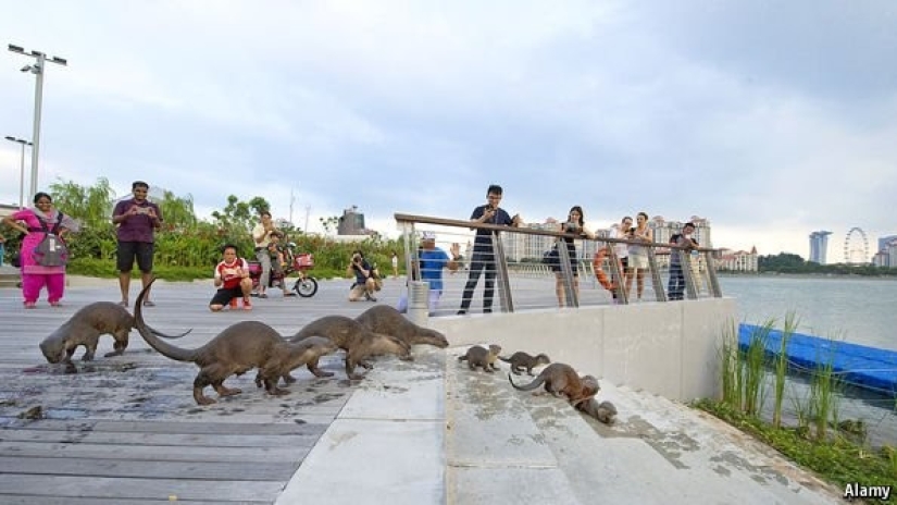 In Singapore, a flock of otters knocked to the ground and bit a man In Singapore, a flock of otters knocked to the ground and bit a man