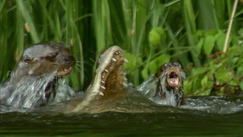 In Singapore, a flock of otters knocked to the ground and bit a man In Singapore, a flock of otters knocked to the ground and bit a man