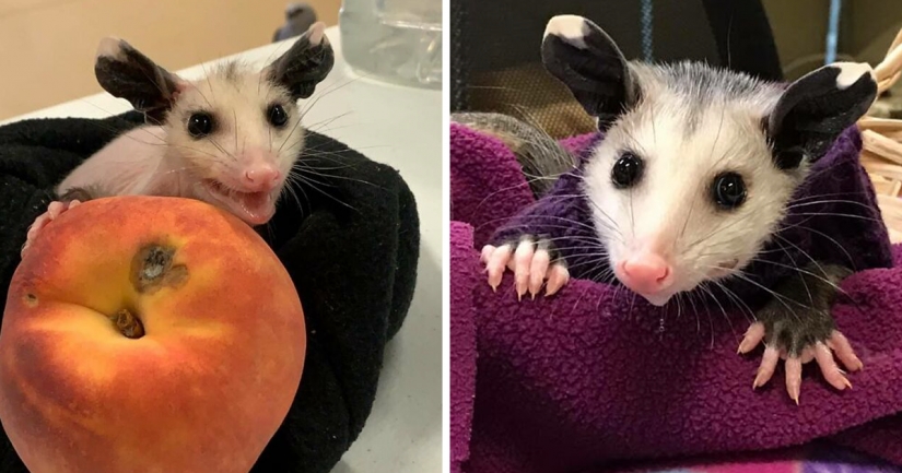 In Texas, good Samaritans knit sweaters for a bald possum In Texas, good Samaritans knit sweaters for a bald possum
