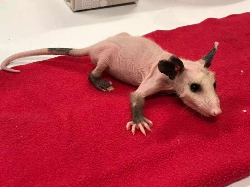 In Texas, good Samaritans knit sweaters for a bald possum In Texas, good Samaritans knit sweaters for a bald possum