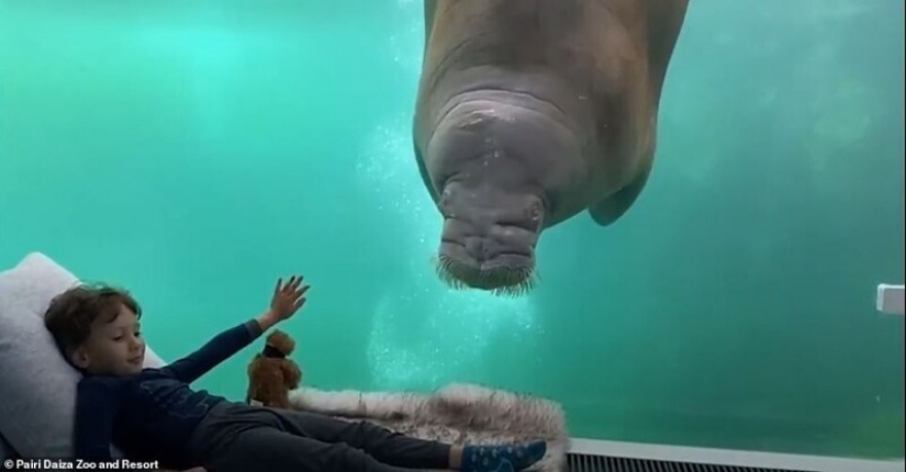 In the Belgian zoo opened rooms with views of wild animals
