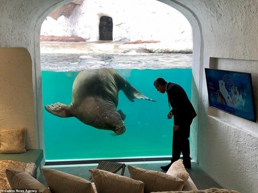 In the Belgian zoo opened rooms with views of wild animals