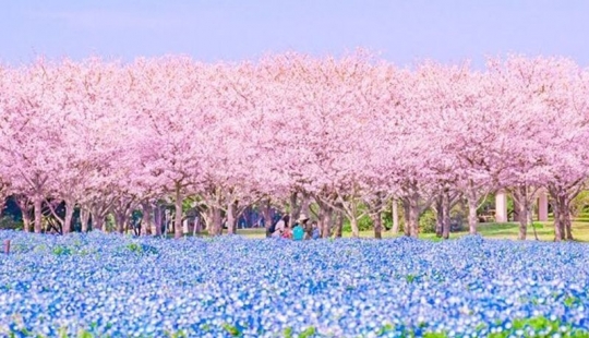 Incredible landscapes of Japan