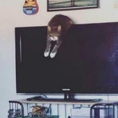 Instagram-an account in which cats confess to their crimes and do not repent