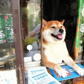 Japanese dog works as a salesman in a kiosk Japanese dog works as a salesman in a kiosk