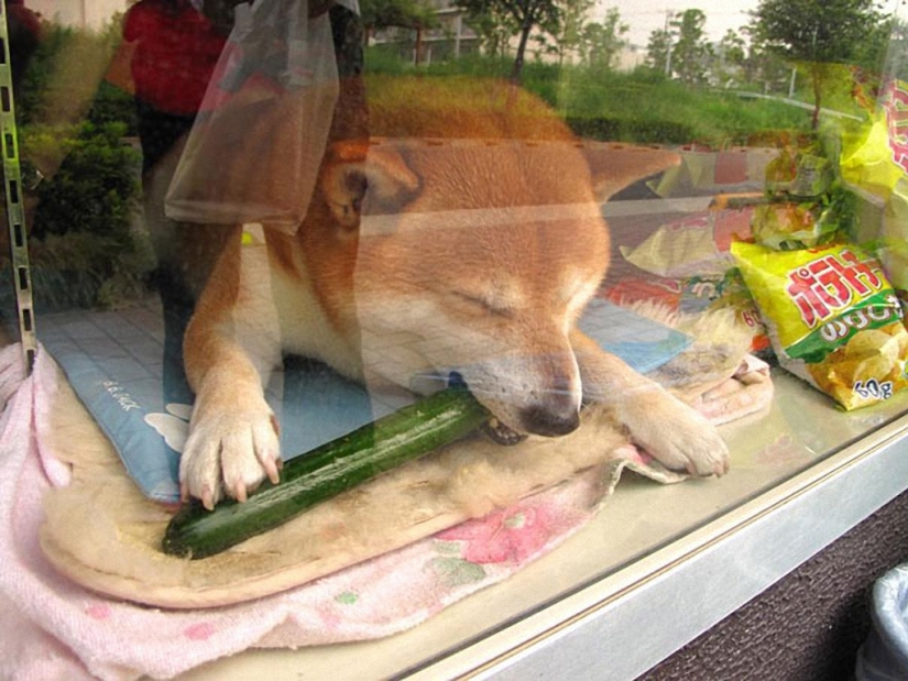Japanese dog works as a salesman in a kiosk