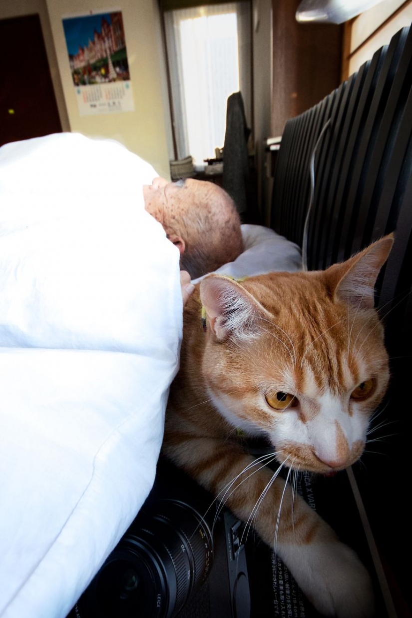 Japanese woman brought her grandfather back to life by giving him a kitten