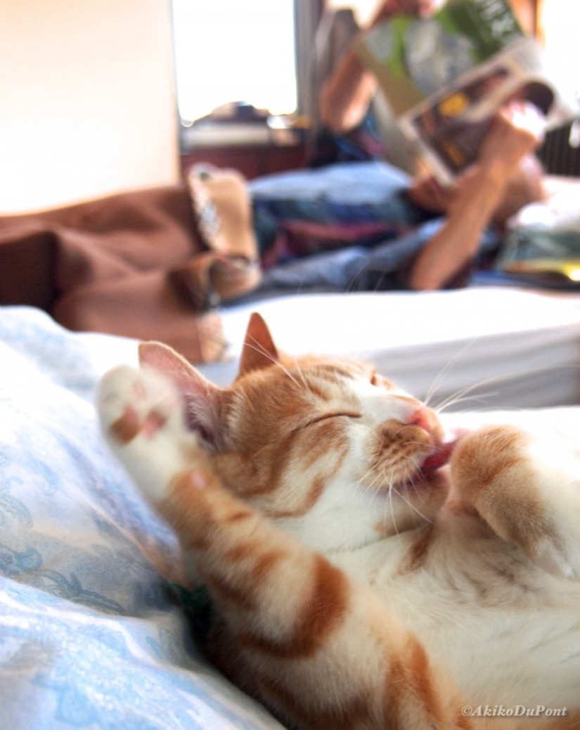 Japanese woman brought her grandfather back to life by giving him a kitten