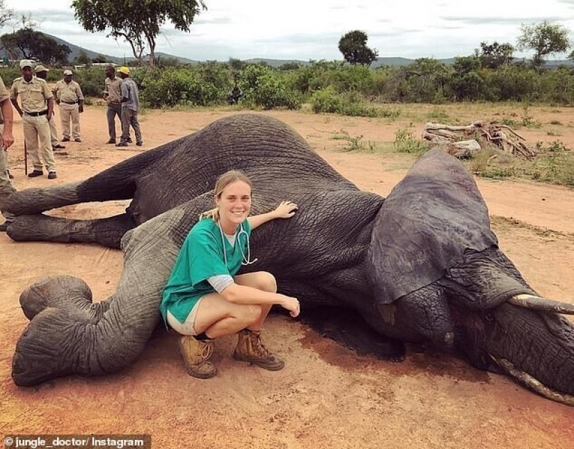 Jungle doctor rushes to the rescue: a girl veterinarian from Australia saves elephants