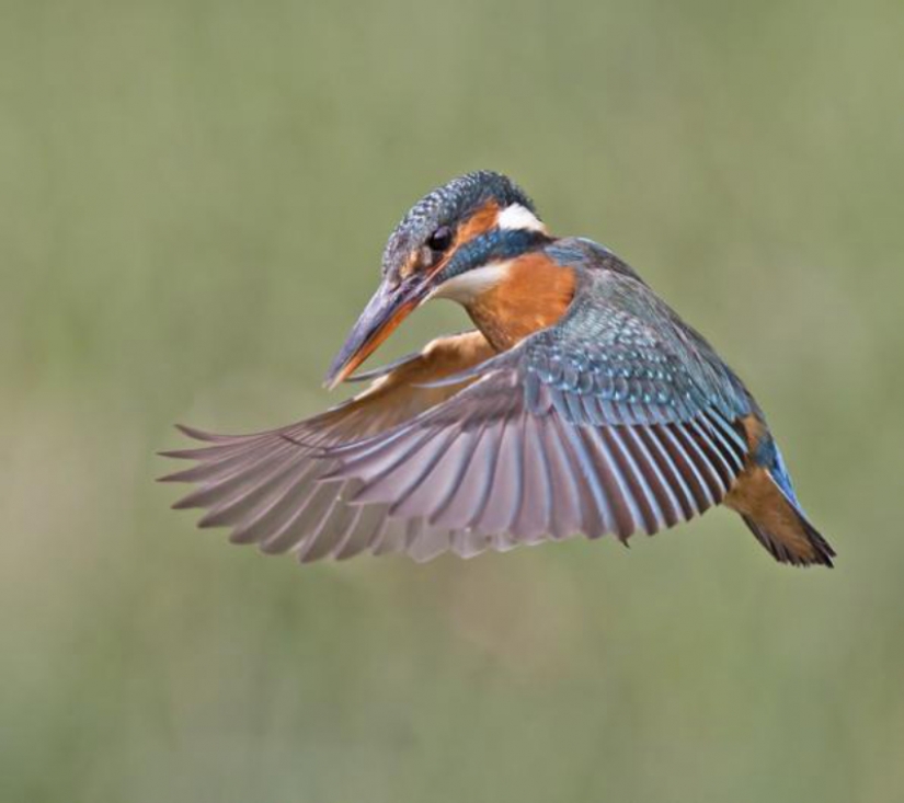 Kingfishers in photos by Melk Brown