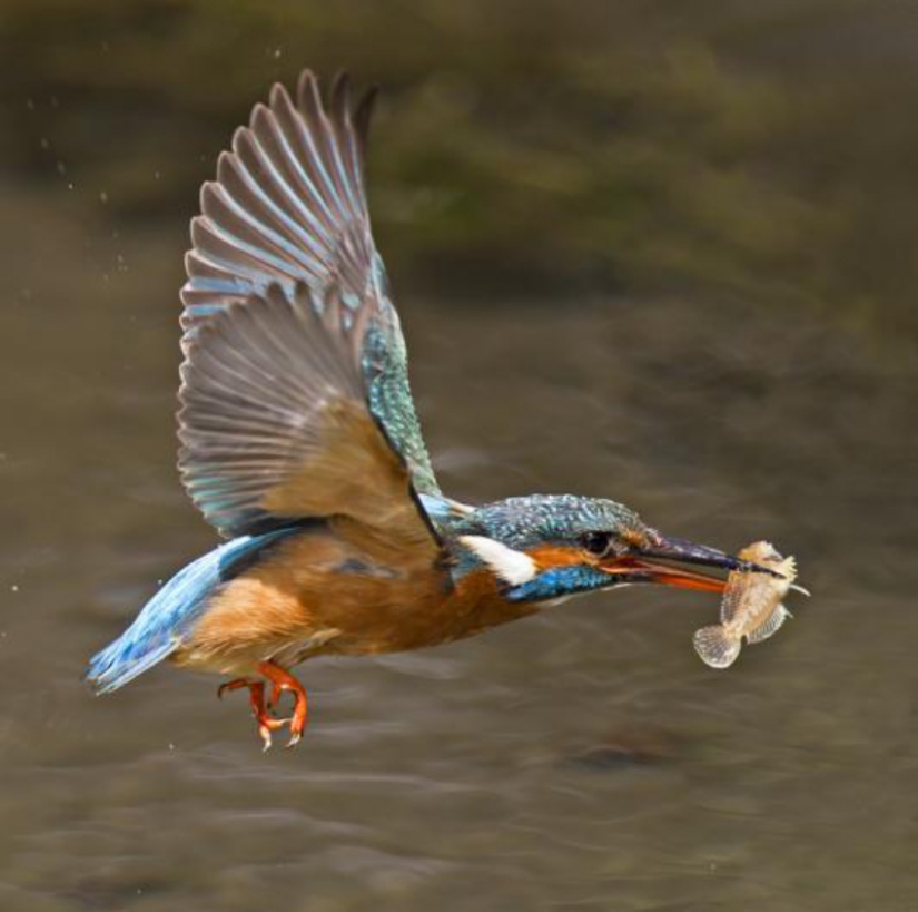 Kingfishers in photos by Melk Brown
