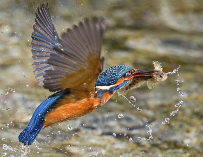 Kingfishers in photos by Melk Brown