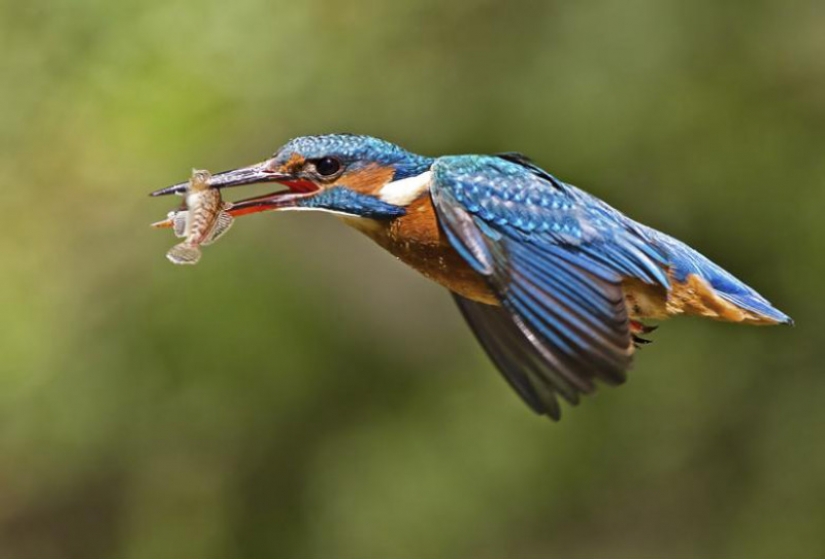Kingfishers in photos by Melk Brown